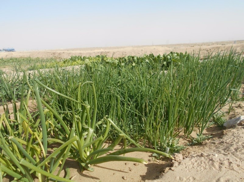 科威特沙漠里的一带一路故事一天下来身上落沙二两多