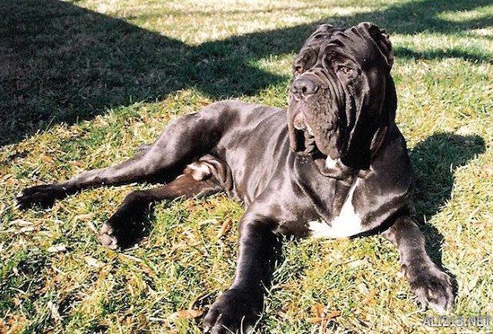 世界十大难以被驾驭的凶猛恶犬!狩猎专用你敢养?