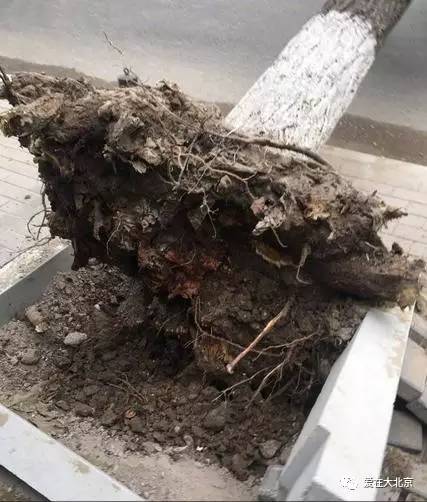 沙尘暴9级大风,大树被连根拔起!北京的天太恐怖了