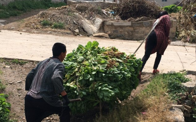 莴苣|老两口|席子_新浪新闻
