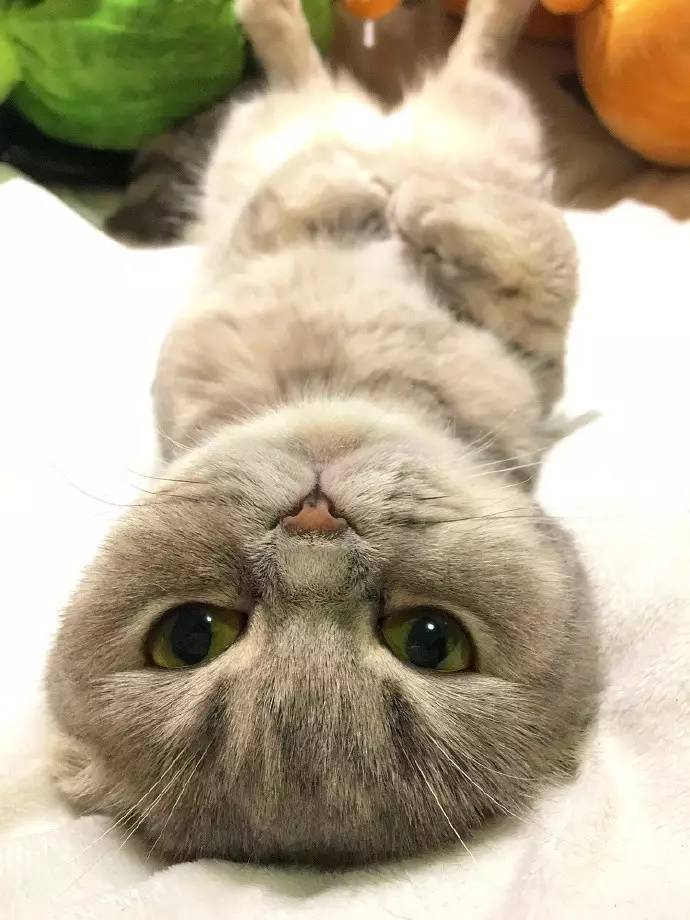 如果一只猫躺在那里静静发呆那它一定有心事