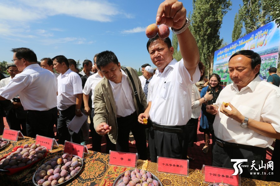 新疆伽师县打造全国优质新梅基地