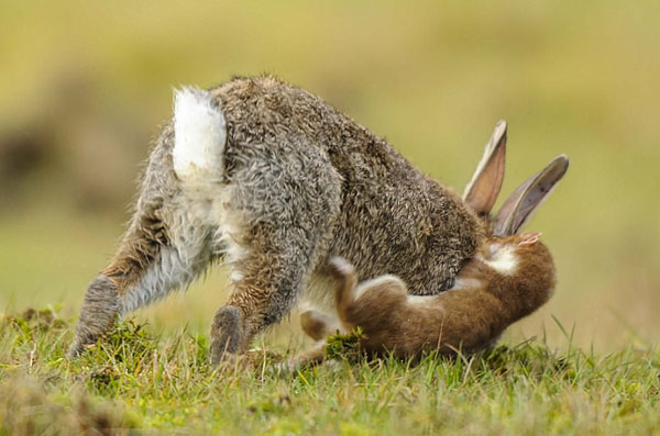 英小白鼬猎食"巨兔"场面凶猛惊人|白鼬|鼬|兔子_新浪新闻