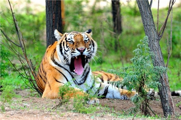 节目组多方打听和研究后,得出的结论是:这怪叫声是村子里一个胖子打