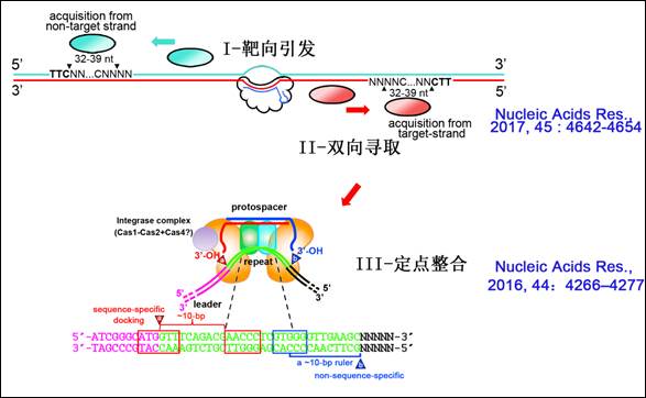 核酸检测是个什么原理_核酸检测的原理(2)