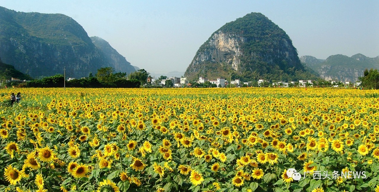 上林古民庄高山牧场 ——(上林县风光图片由上林县宣传部提供)