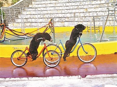 宁国一景区表演狗熊5天前出逃至今未寻回