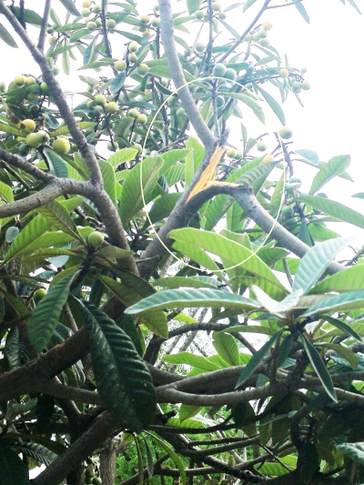 枇杷树枝干受损开栏语近年来,扬州城市建设日新月异,然而因为个别人的