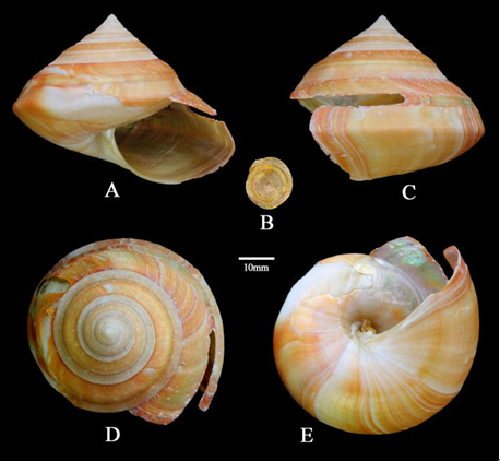 a new genus and species of neomphalidae from a hydrothermal