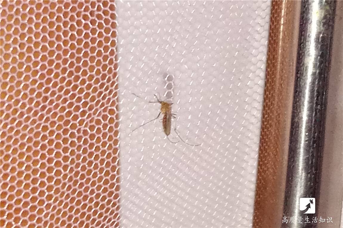 海生活用这招蚊子整个夏天都不敢进你家