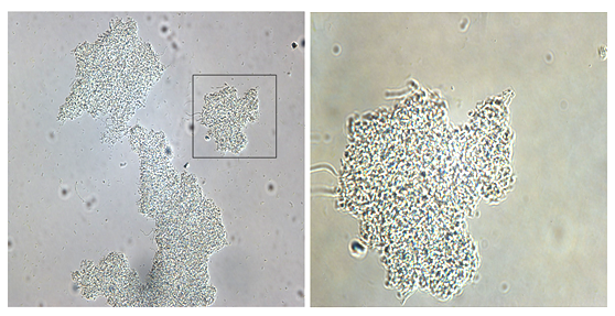 水生所在活性污泥菌胶团形成机制研究中获进展