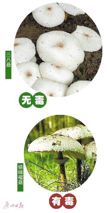路边的蘑菇你不要采 广州又有人中招 九成因食“白毒伞”|蘑菇|毒伞|中毒_新浪新闻