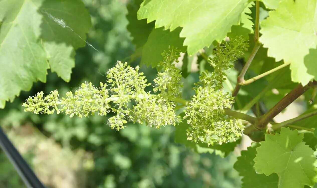 在葡萄花儿还没绽放前,就已经把事情办完了,所以被称为"闭花授粉"