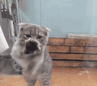 新手妹子开，6万下地，省心又安全的车