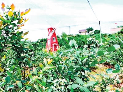 "水果皇后"蓝莓成熟了 渝北这些地方可以摘