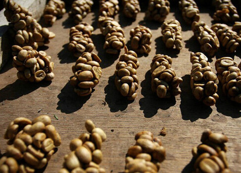 不懂有钱人的世界继猫屎咖啡后出现象屎咖啡一杯400元