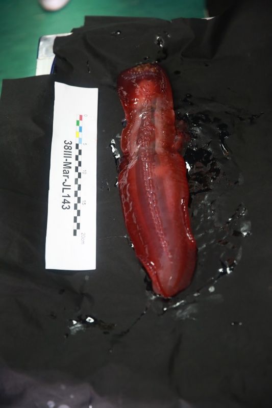 蛟龙号下潜4811米带回紫色巨型海参图