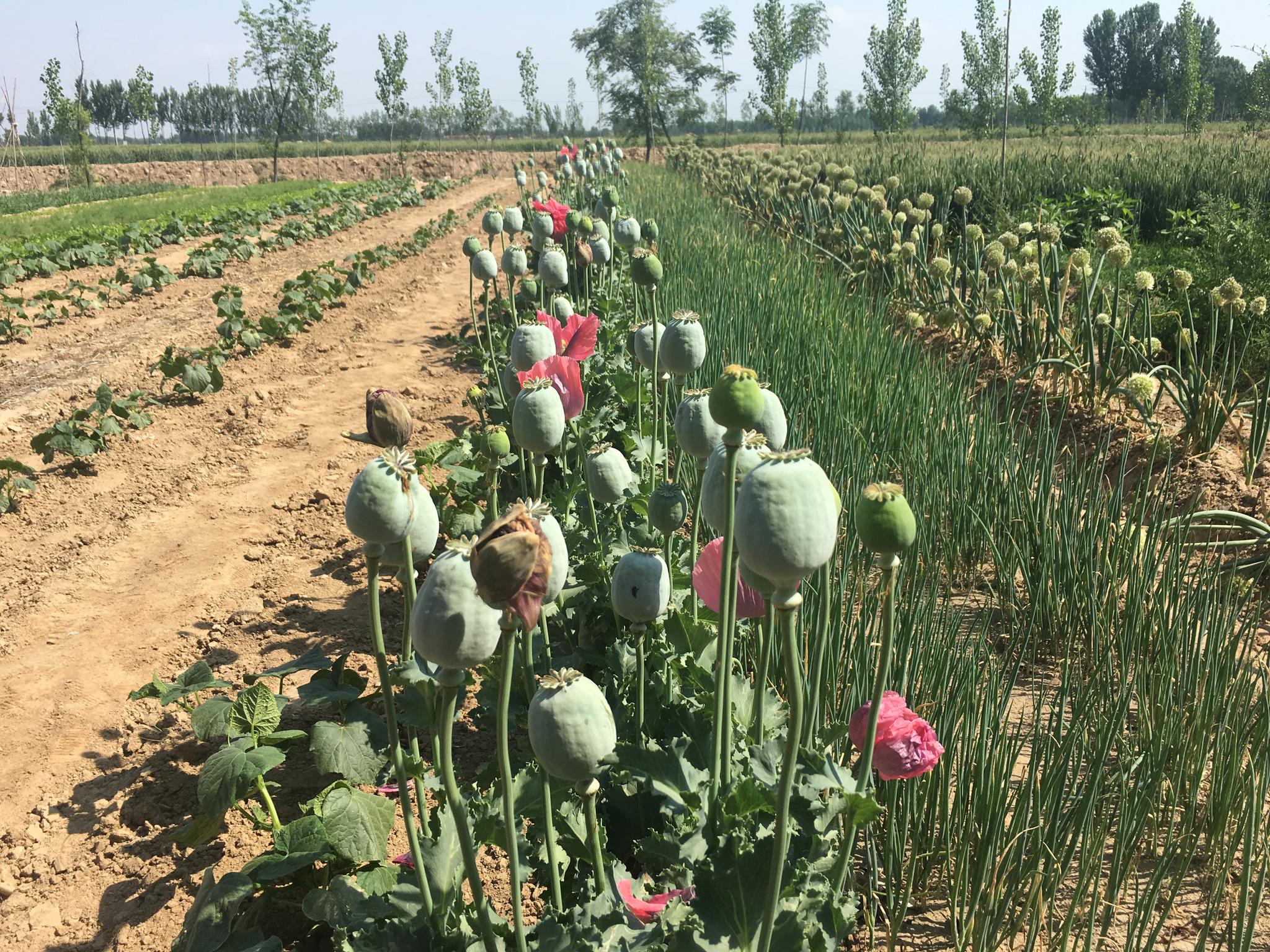 章丘公安铲除500余株罂粟拘5名非法种植嫌疑人