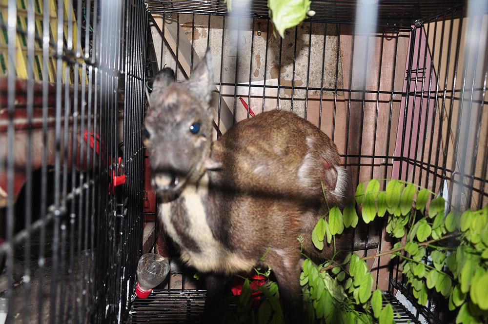 陕西黄龙首次发现国家一级保护动物原麝