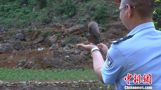 红胸田鸡:叔侄二人吹箫诱捕62只国家保护动物被抓获 图为民警将红胸田鸡带至野外放生。 钟欣 摄