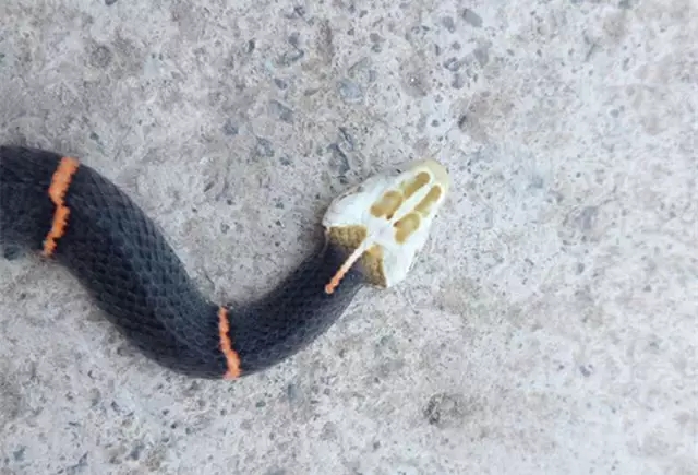 重庆一村庄来了条"奇蛇" 高冷酷炫无人识