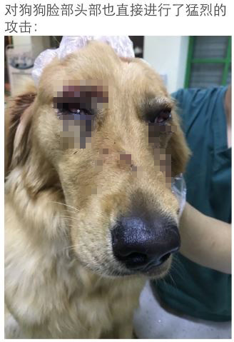 剃光毛后金毛犬腹部多处伤口明显，眼睛也呈充血状。图片来源于微博网友@HUST_维维豆奶