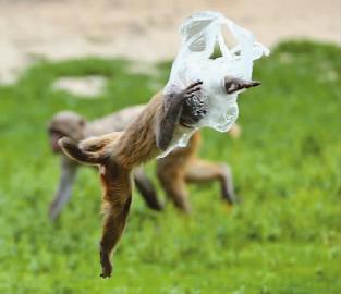 "猴急"|垃圾|猴山|塑料袋_新浪新闻