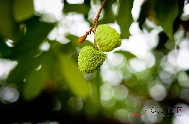 樟木头"观音绿"熟了!想尝鲜的市民可打电话预定