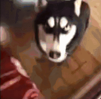 接着哈士奇直接对着主人就开吵了!