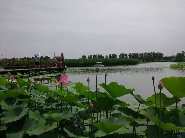 车界试驾丨2017欧尚乐+之旅，畅享白洋淀自在生活