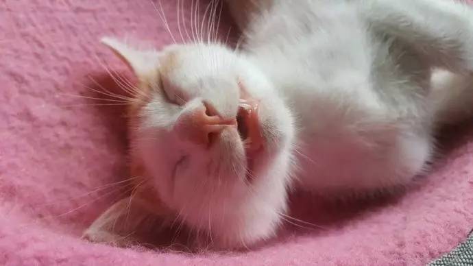 做梦都在笑,这只猫很治愈