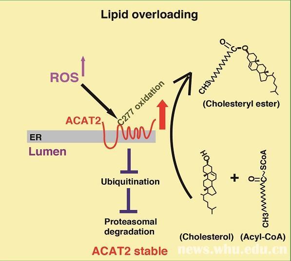 糖尿病药物研发有了新思路