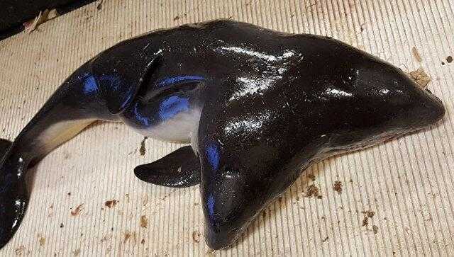 荷兰渔民捕获奇异双头海豚   共享身体和尾巴
