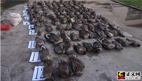 黑龙江鹤岗一居民耕地旁下毒毒杀113只大雁被捕