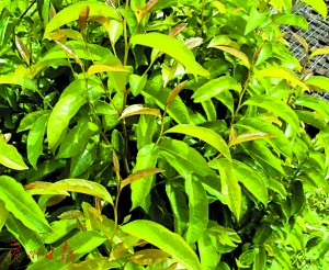 告急!野生猪血木仅76株