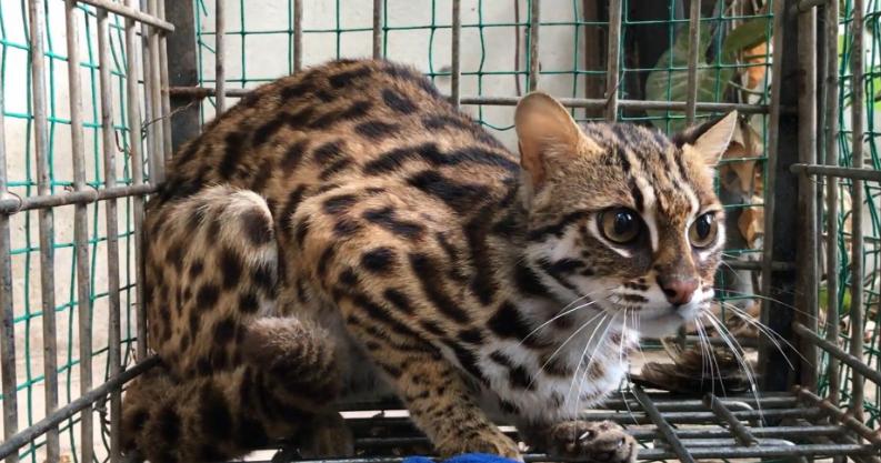 女子路边花300元购买小猫 竟是保护动物豹猫(图)