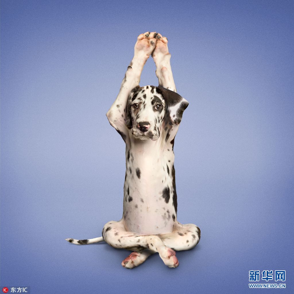 原来动物也是瑜伽界高手这姿势太销魂组图