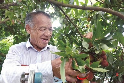 培育荔枝新品种 通讯员供图东莞时间网讯 荔枝陆续上市,塘厦石马社区