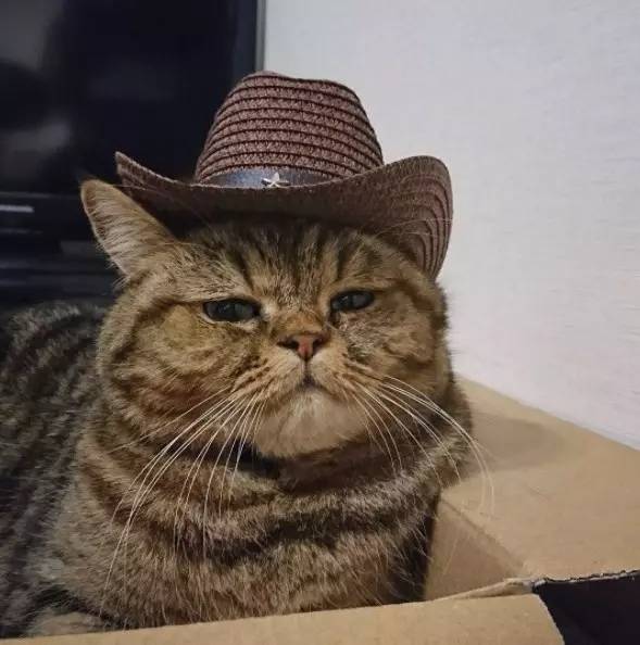 一只心情沉着睿智的猫,朕可以看穿一切!