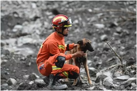 中国搜救犬累趴下外国双标狗站起来