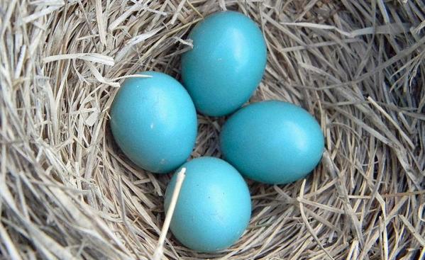 鸟蛋为啥有大有小?科学家终于解开了这个谜团