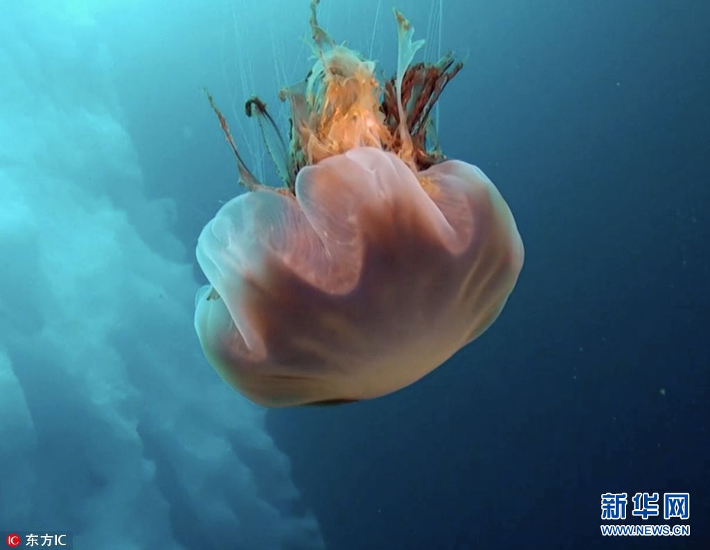探秘北极深海各色极地生物散发神秘魅力