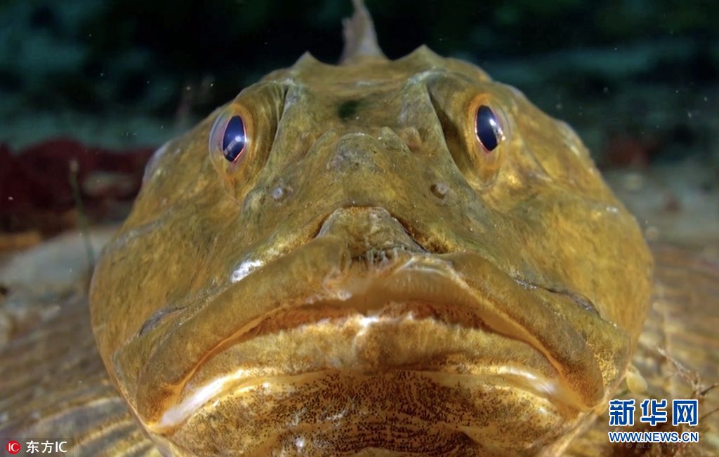 探秘北极深海各色极地生物散发神秘魅力