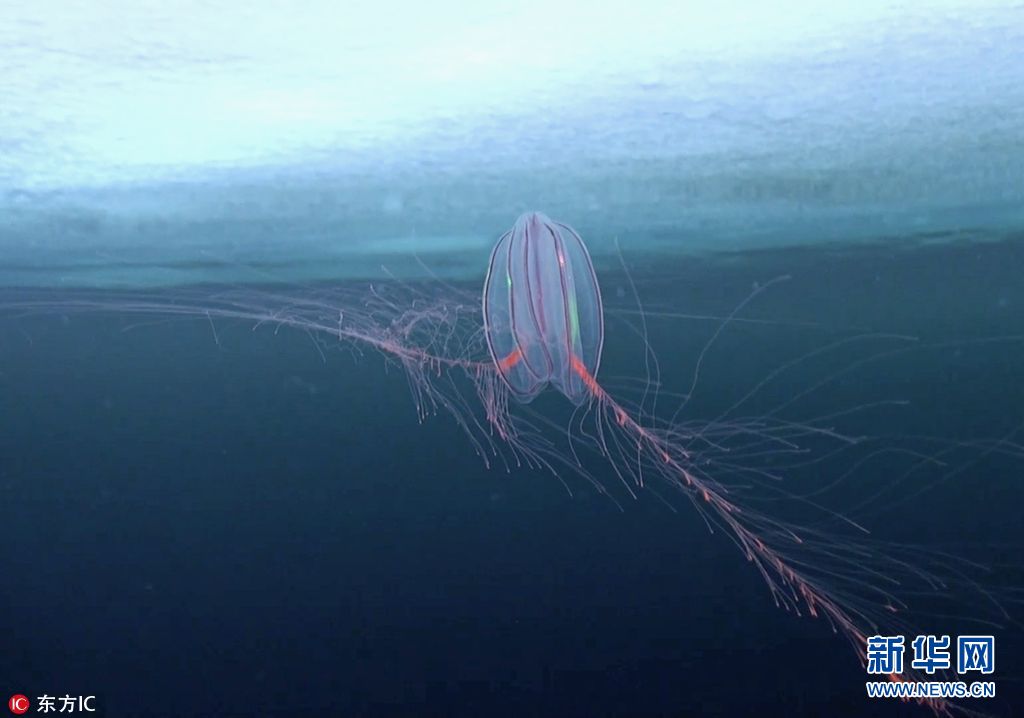 探秘北极深海各色极地生物散发神秘魅力