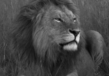 动物园的狮子,狗熊等猛兽出逃至城东某地!现已全城戒备!