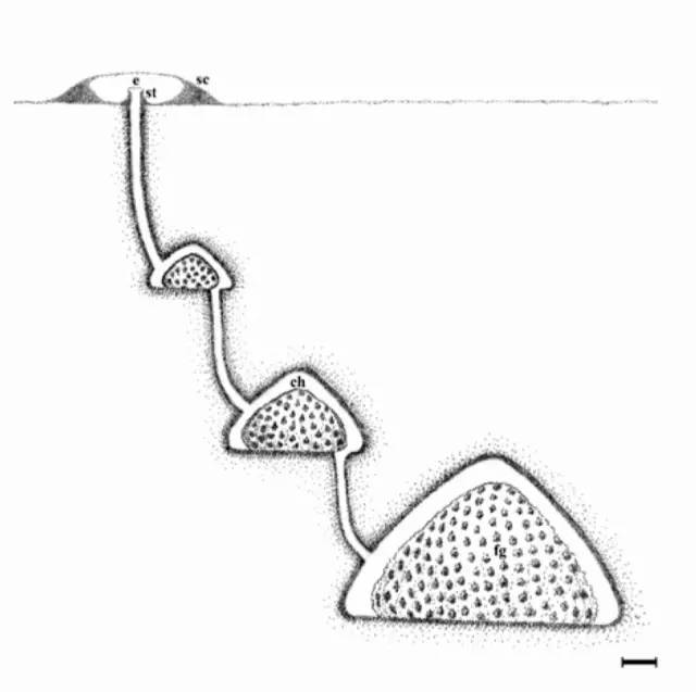 蚂蚁才是这个星球上最早的农民都是让气候变化给逼的