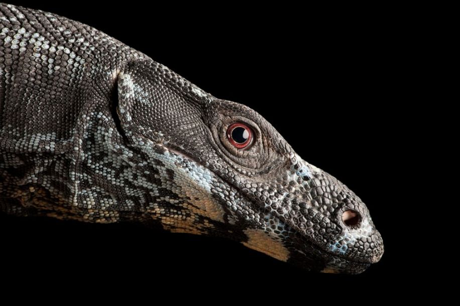 点击图片进入下一页树巨蜥,分布在澳大利亚的森林和沿海地带,具有强壮