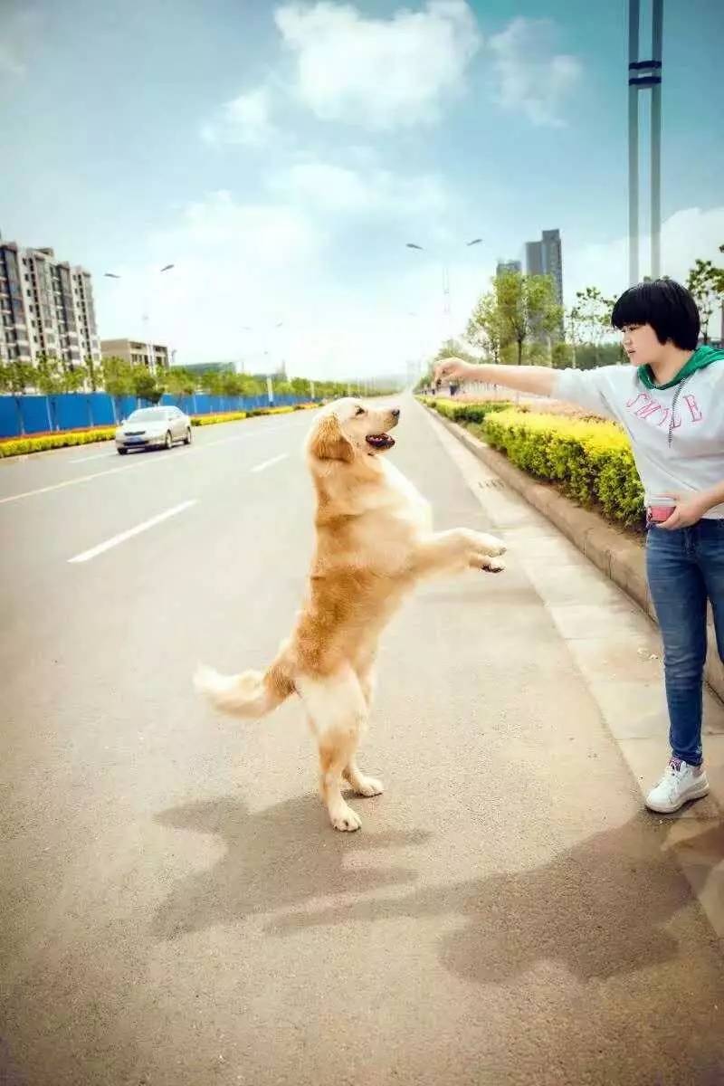 可爱金毛, 美丽的写真!