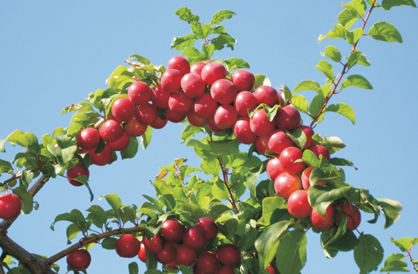 野生樱桃李之乡",景区内生长着各类野果约60余种,以野苹果,野樱桃李
