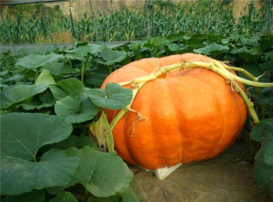 云阳江口镇惊现南瓜王体重175斤